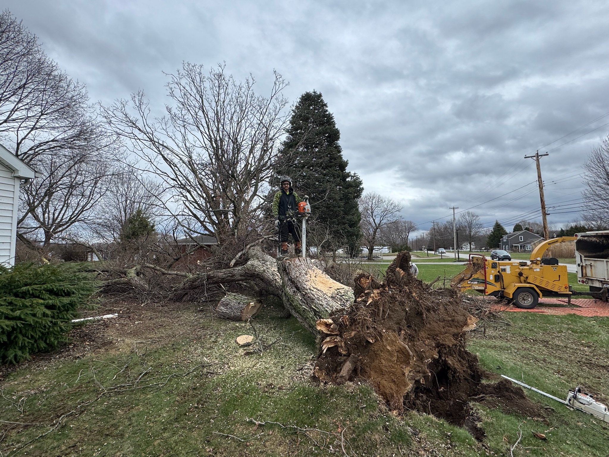 Tree service work 12