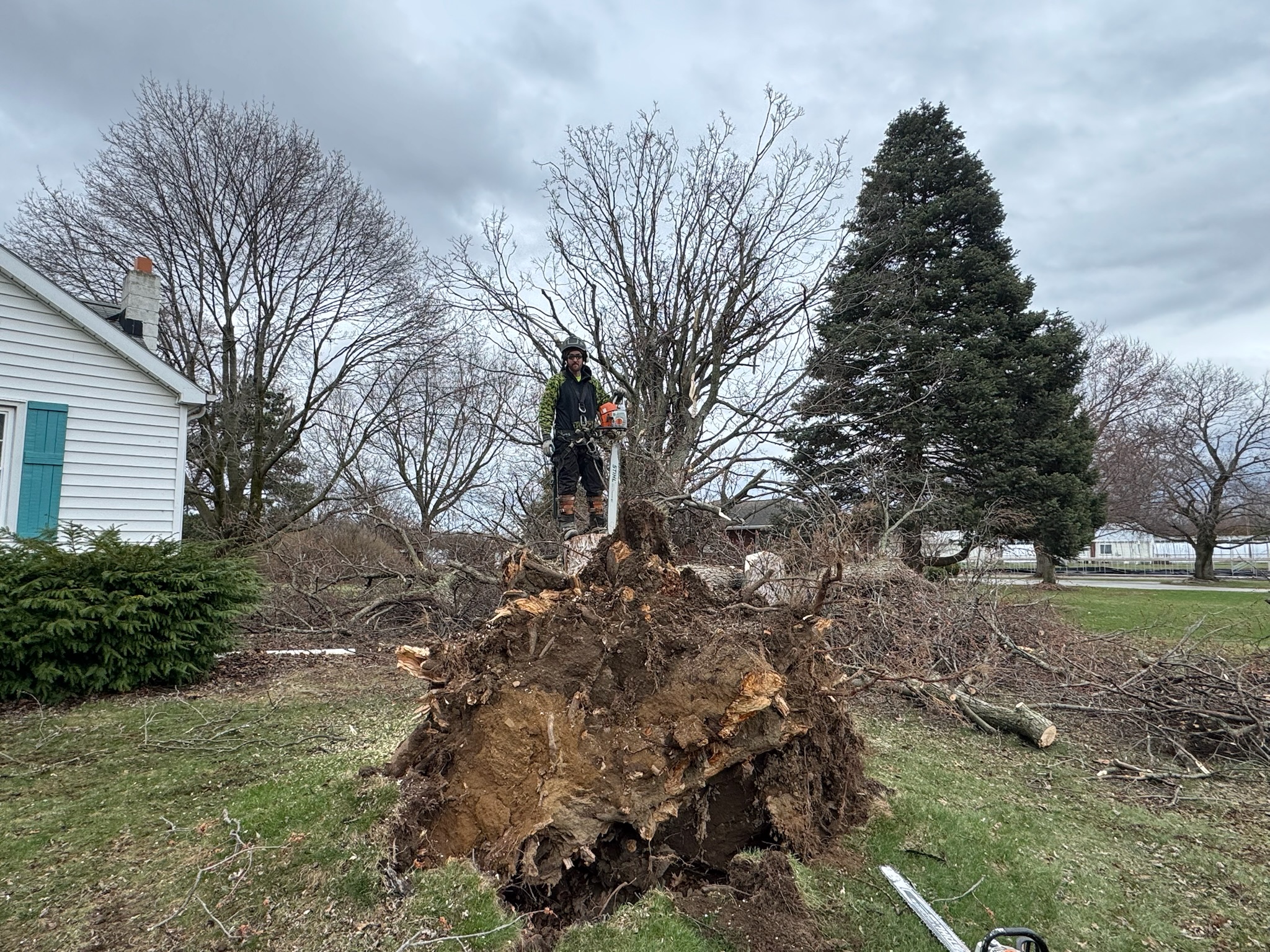 Tree service work 13