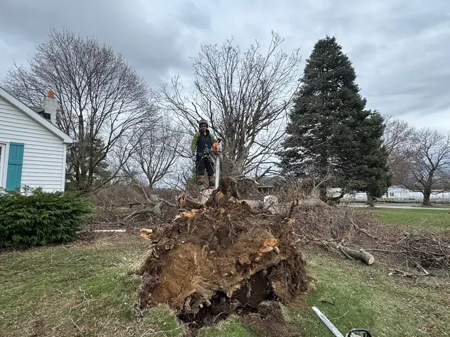 Tree service work 13
