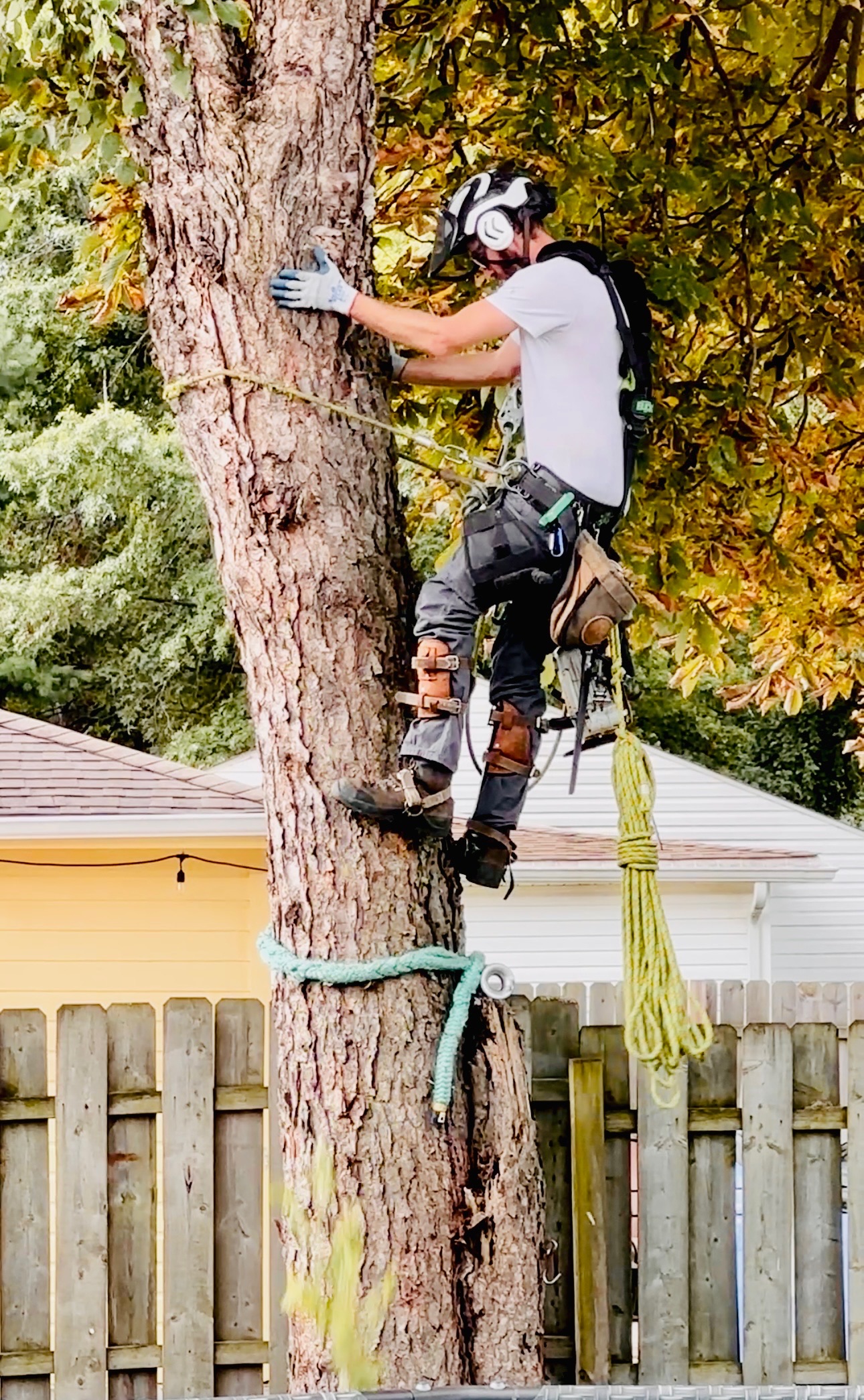 Tree service work 9