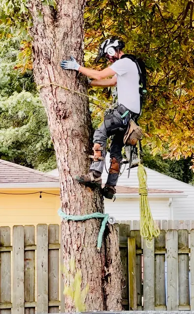 Tree service work 9