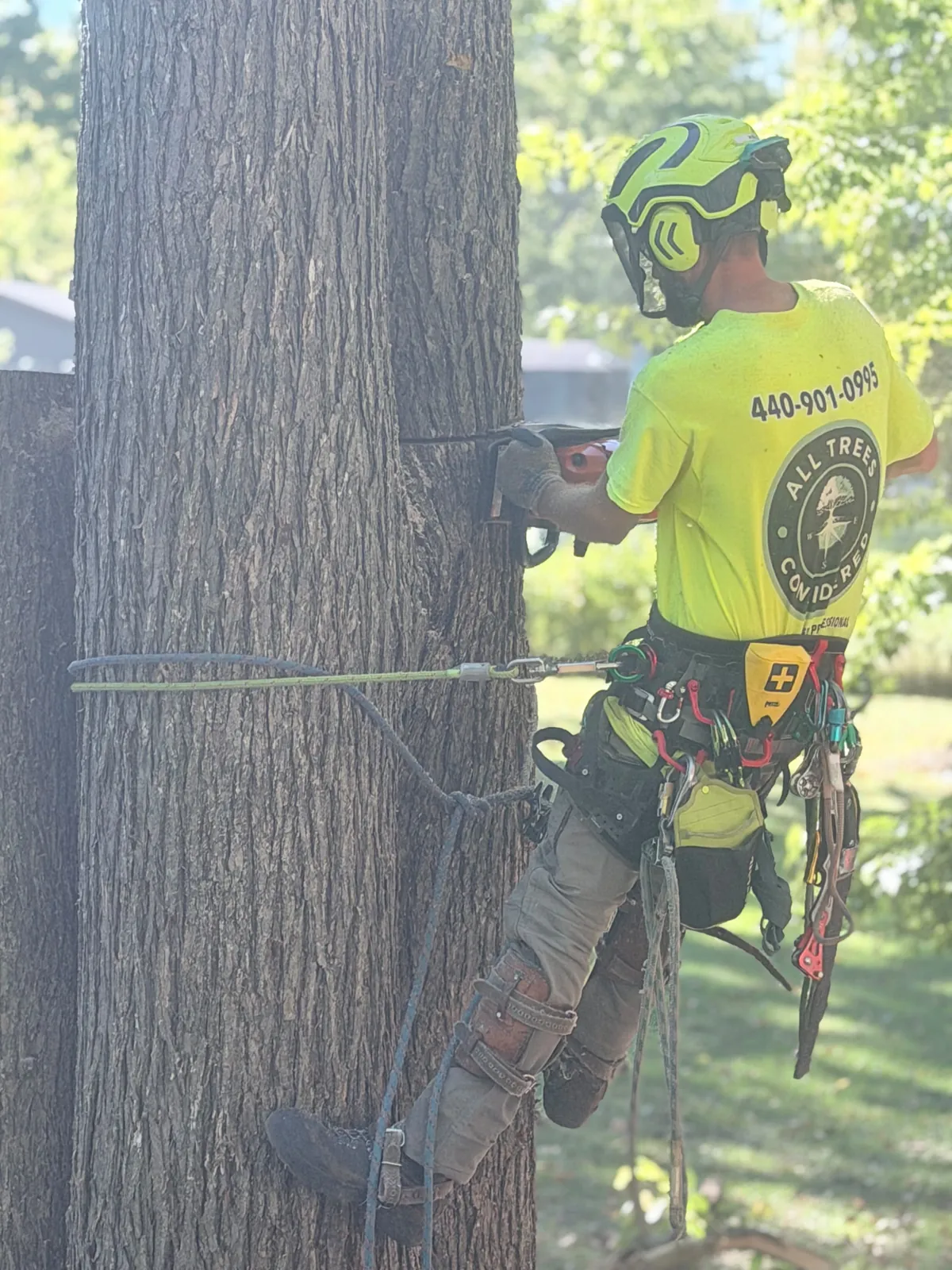Wes Ware on the oak trunk making a cut with the crane sling set, wearing the All Trees Considered shirt