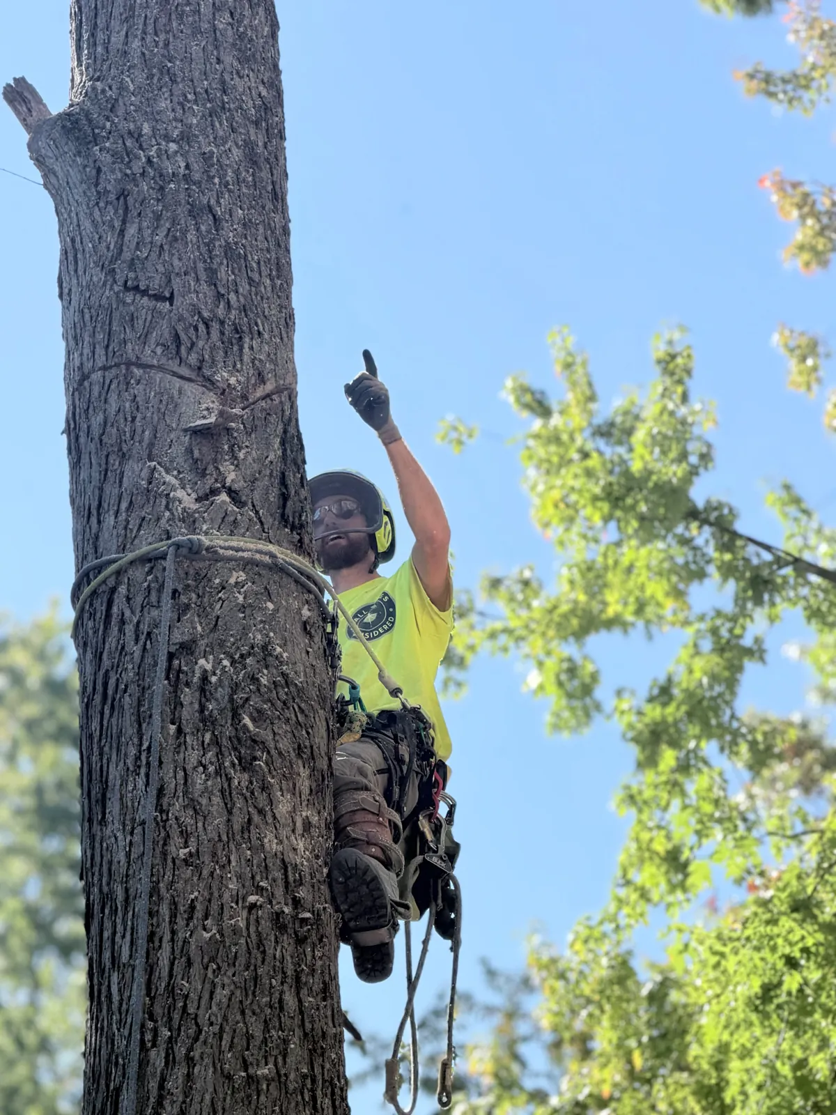 Wes signaling the crane operator from high on the oak trunk