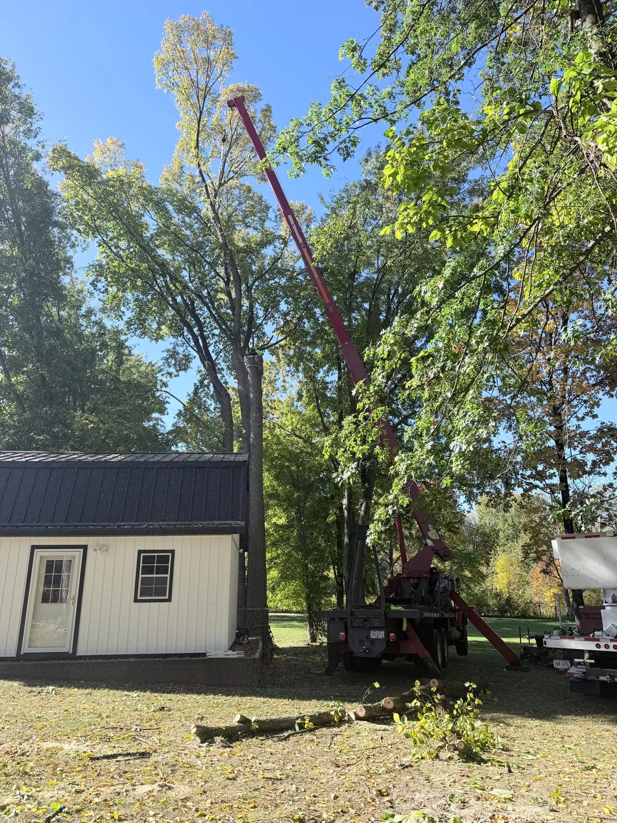 Crane Assisted Oak Removal Next to an Outbuilding in Painesville Township