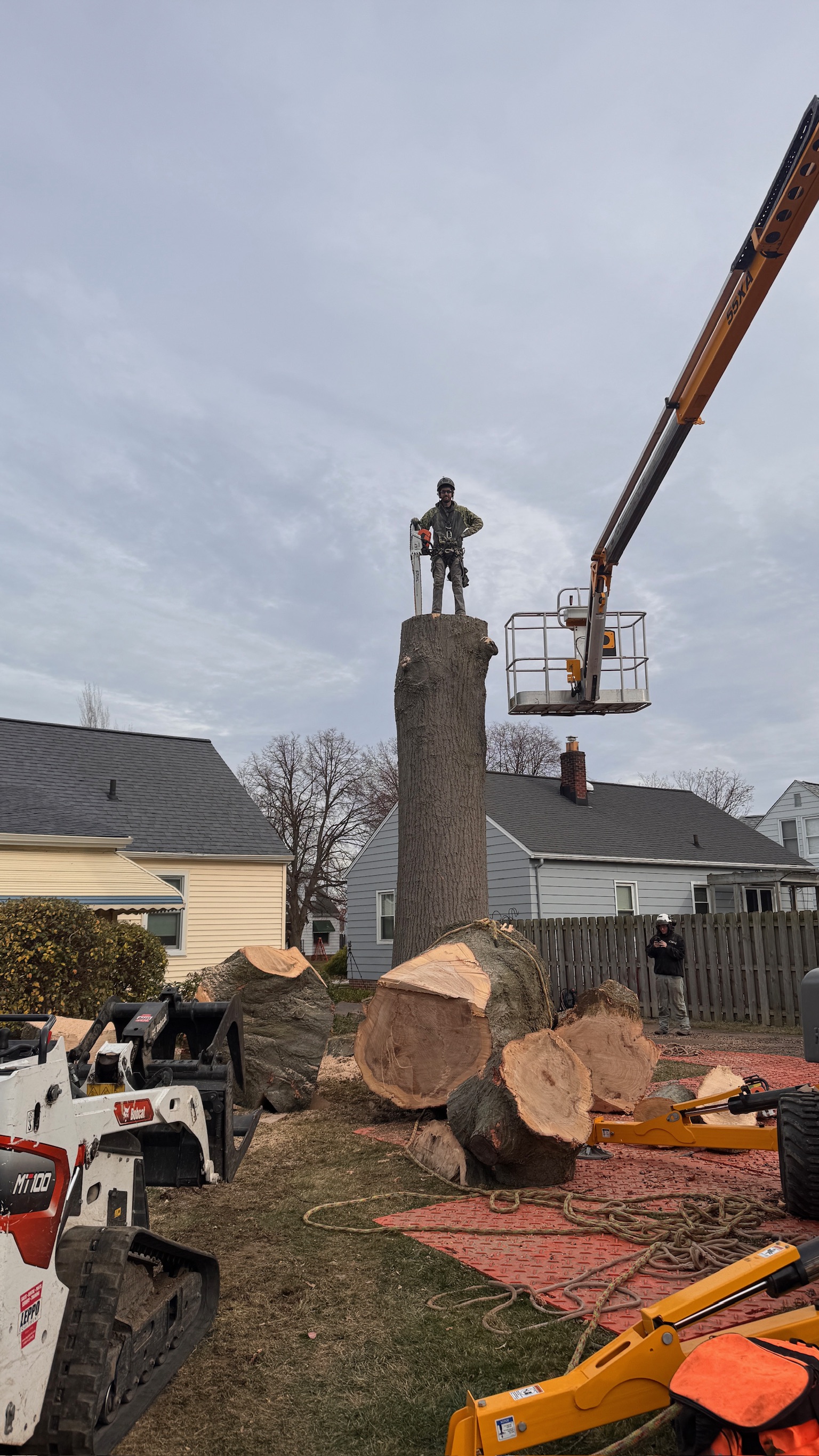 Tree removal in Eastlake