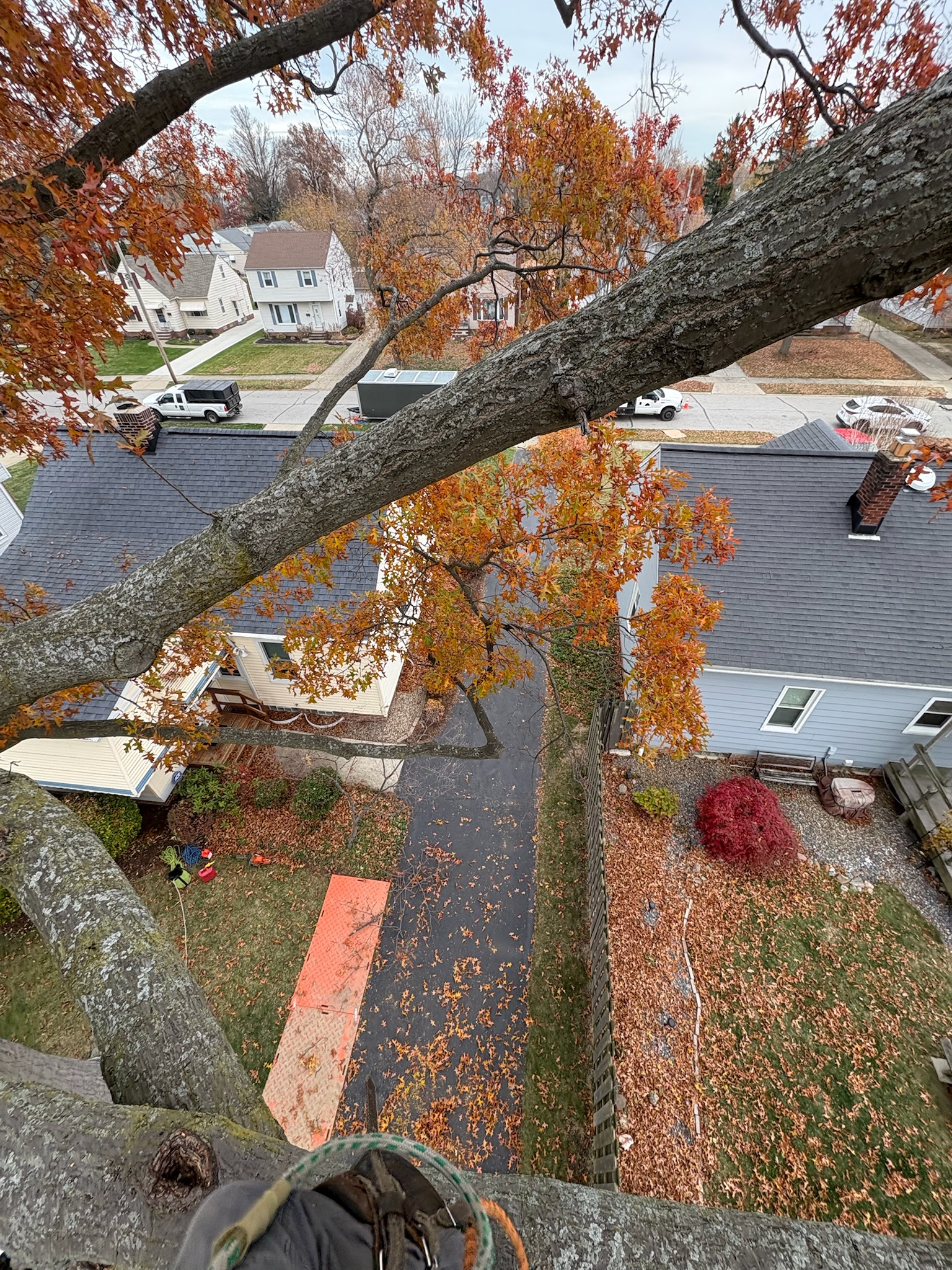 All Trees Considered in Eastlake