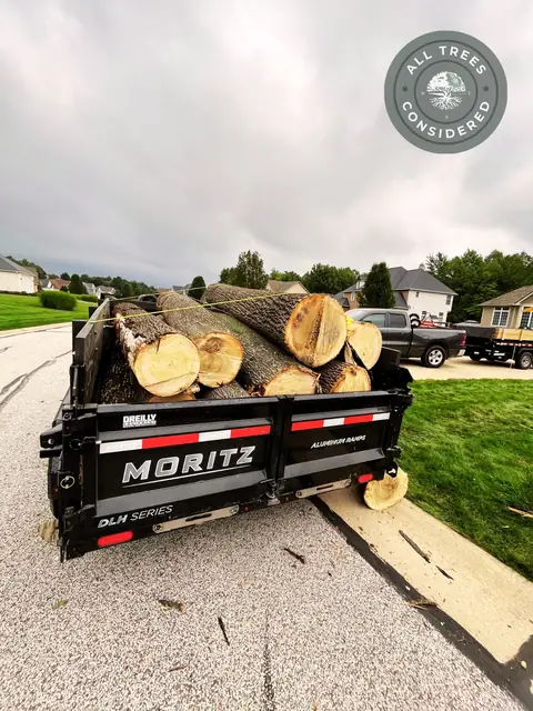 Tree service work 15