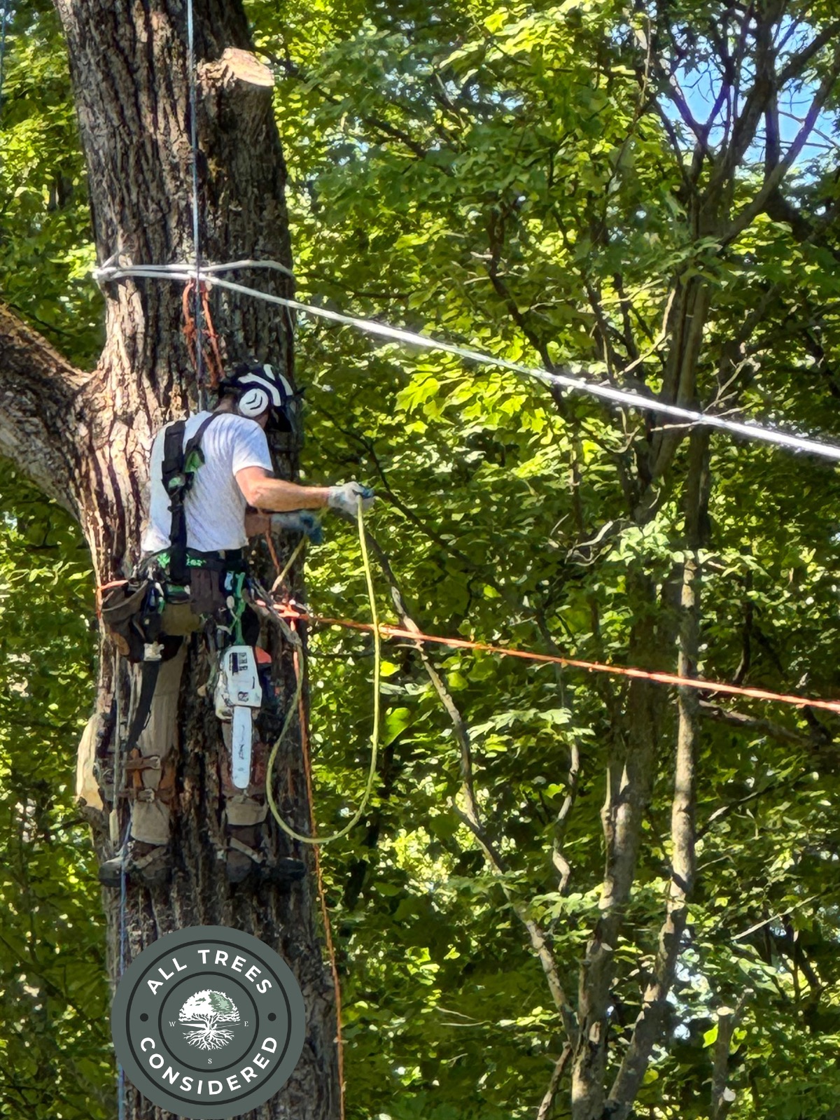 Tight access tree takedown