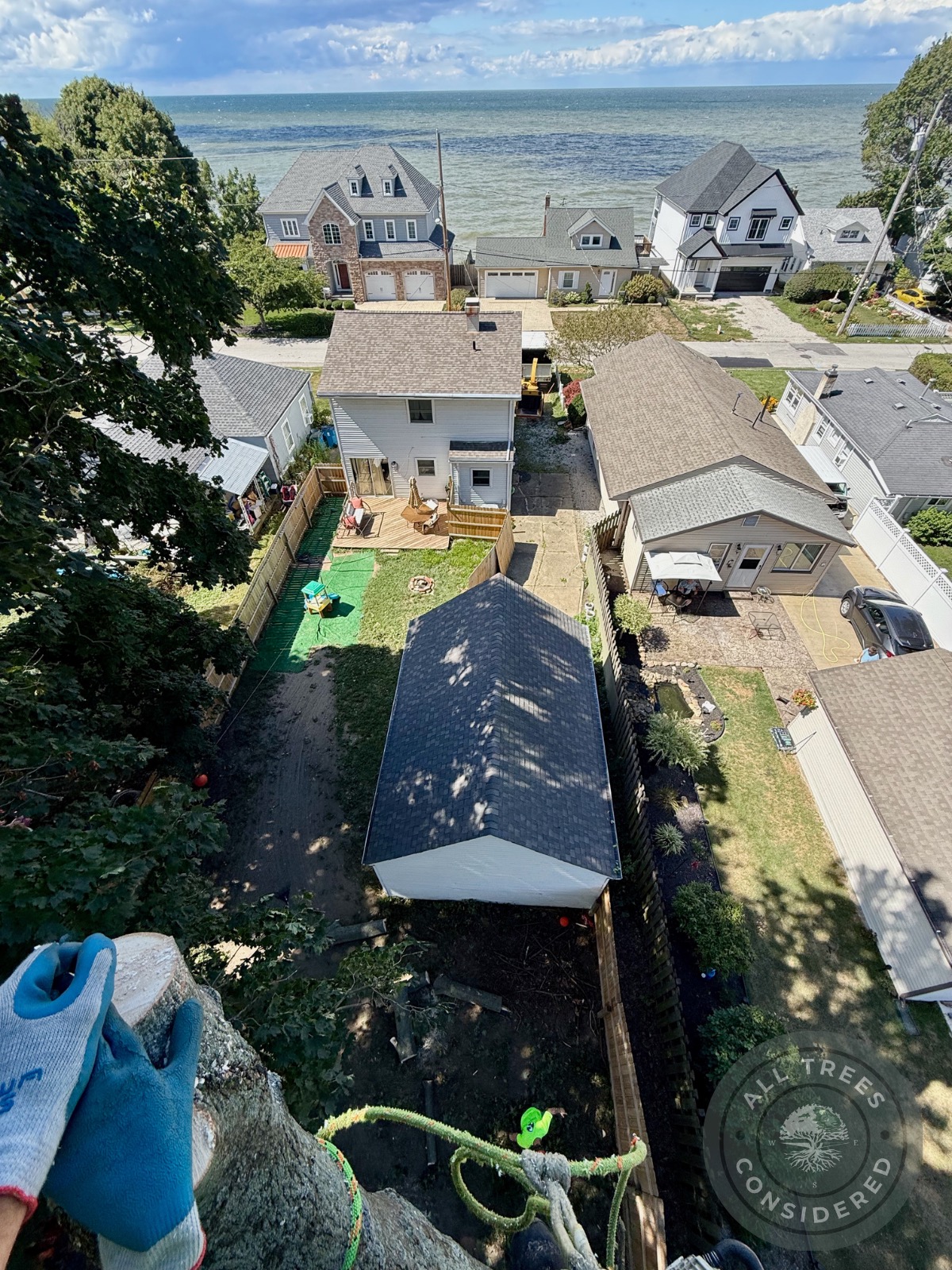 Why Tree Topping Is Bad (And What to Do Instead)