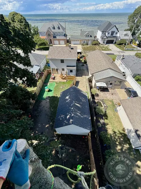 Why Tree Topping Is Bad (And What to Do Instead)
