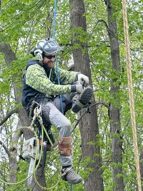 Large tree removal