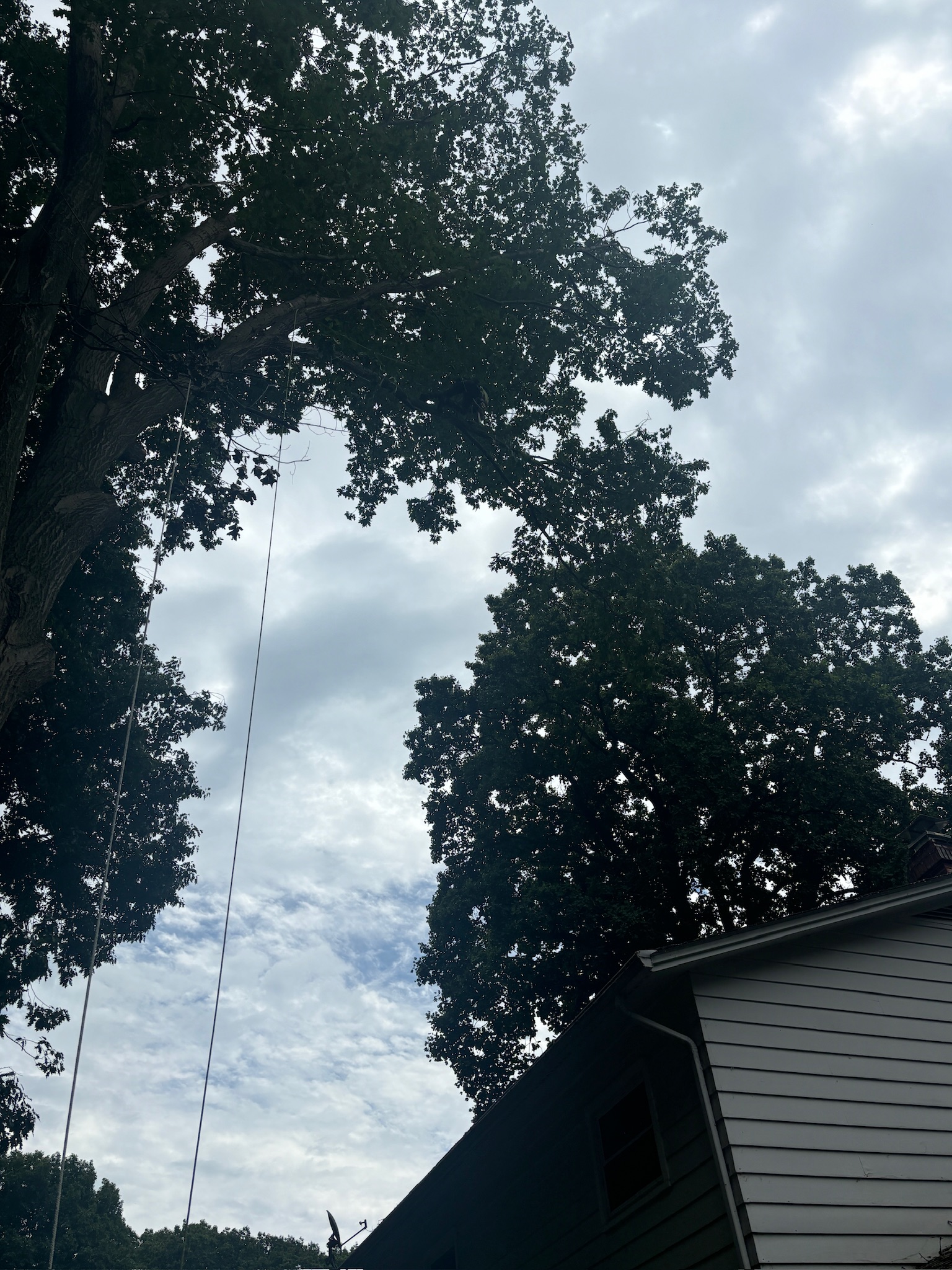 Tree service near Kirtland