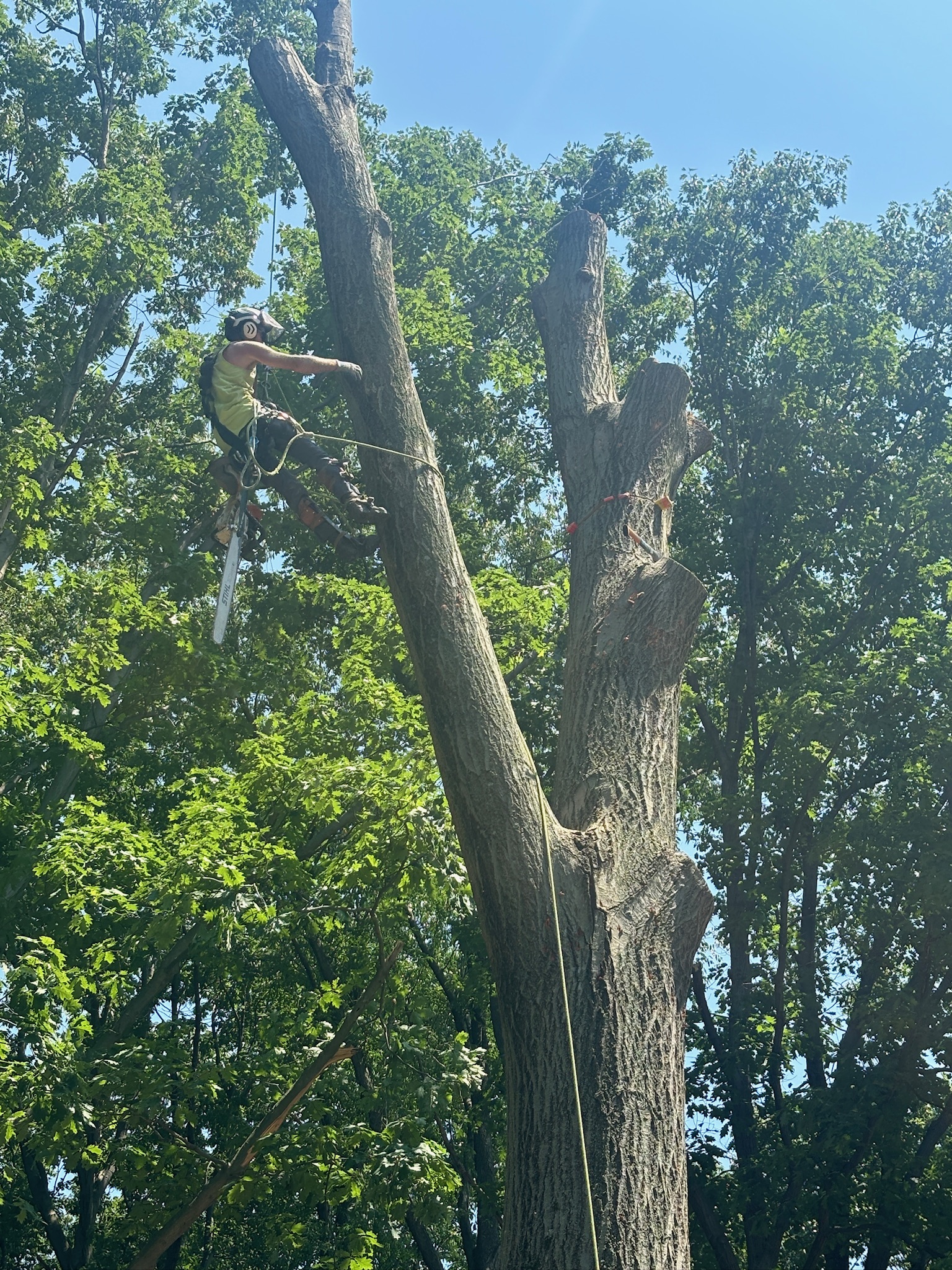 Tree service near Kirtland Hills
