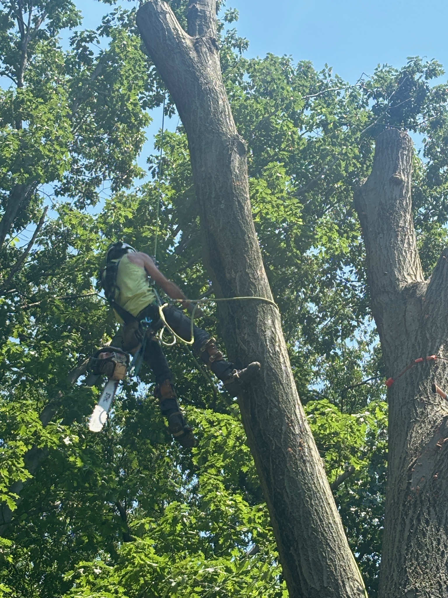 Tree work near Kirtland
