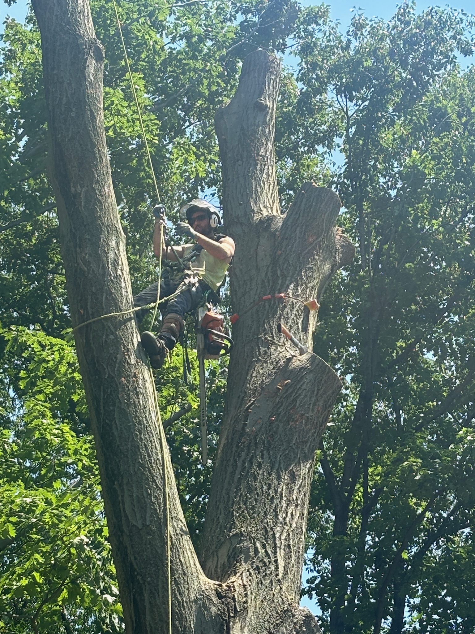 All Trees Considered near Kirtland
