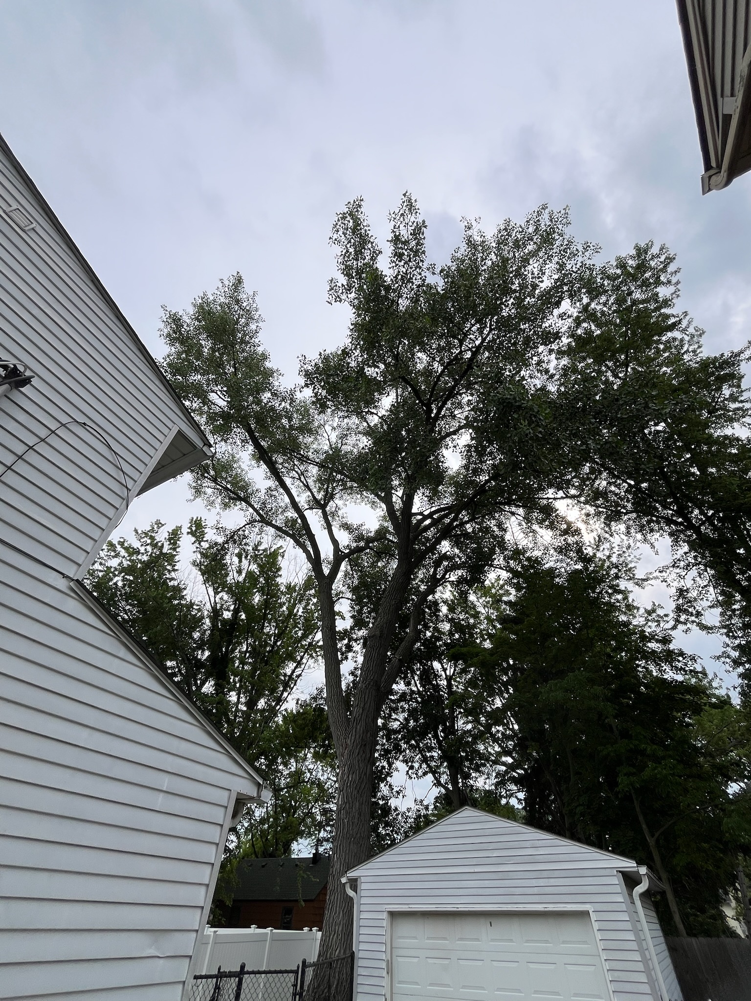 Tree service near Painesville Township