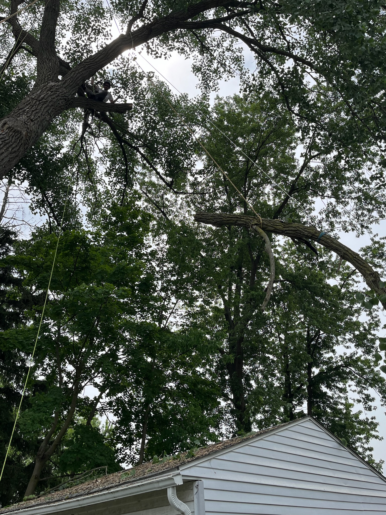 Tree work near Painesville Township