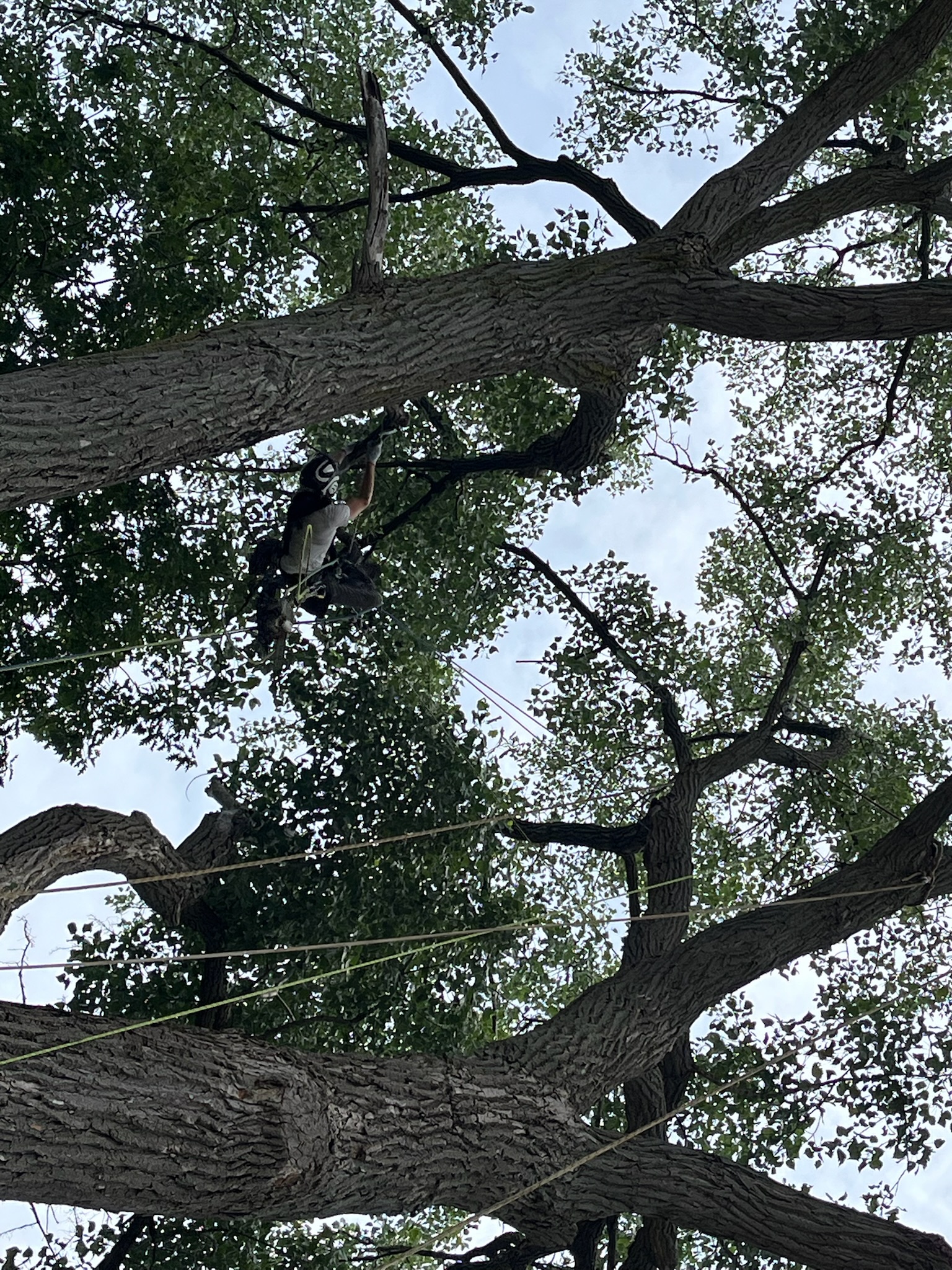 All Trees Considered near Painesville Township
