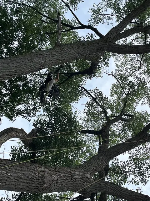 Tree work near Painesville