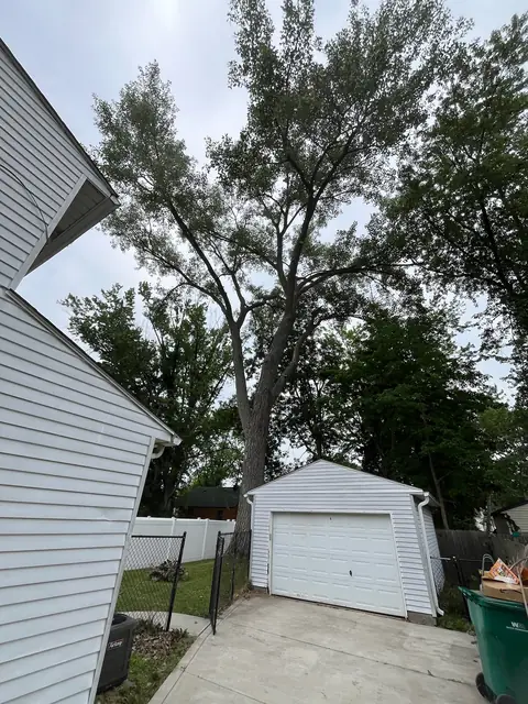 All Trees Considered near Painesville