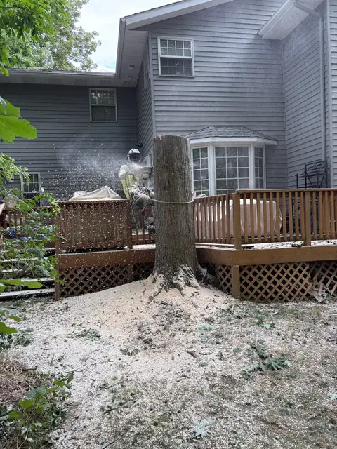 Tree takedown in Mentor