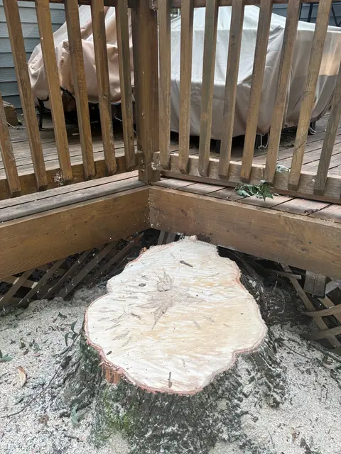 Tree service cleanup in Mentor