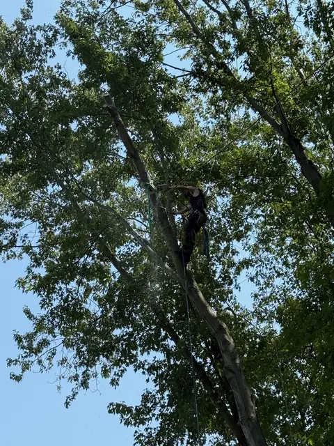 All Trees Considered in Mentor