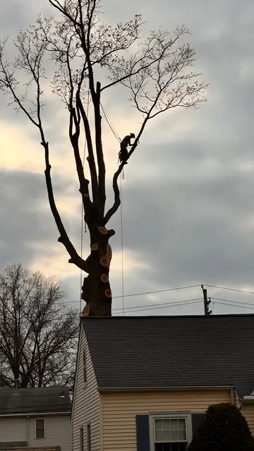 Lot clearing project