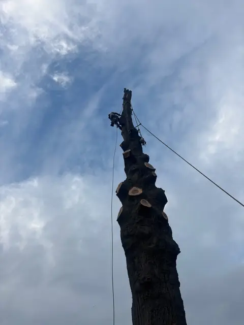 Tree removal near garage
