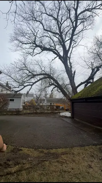 Wes on uprooted tree