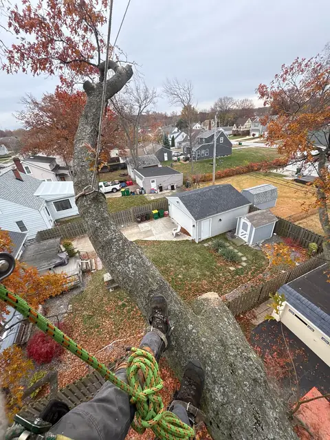 Wes on trunk with chainsaw
