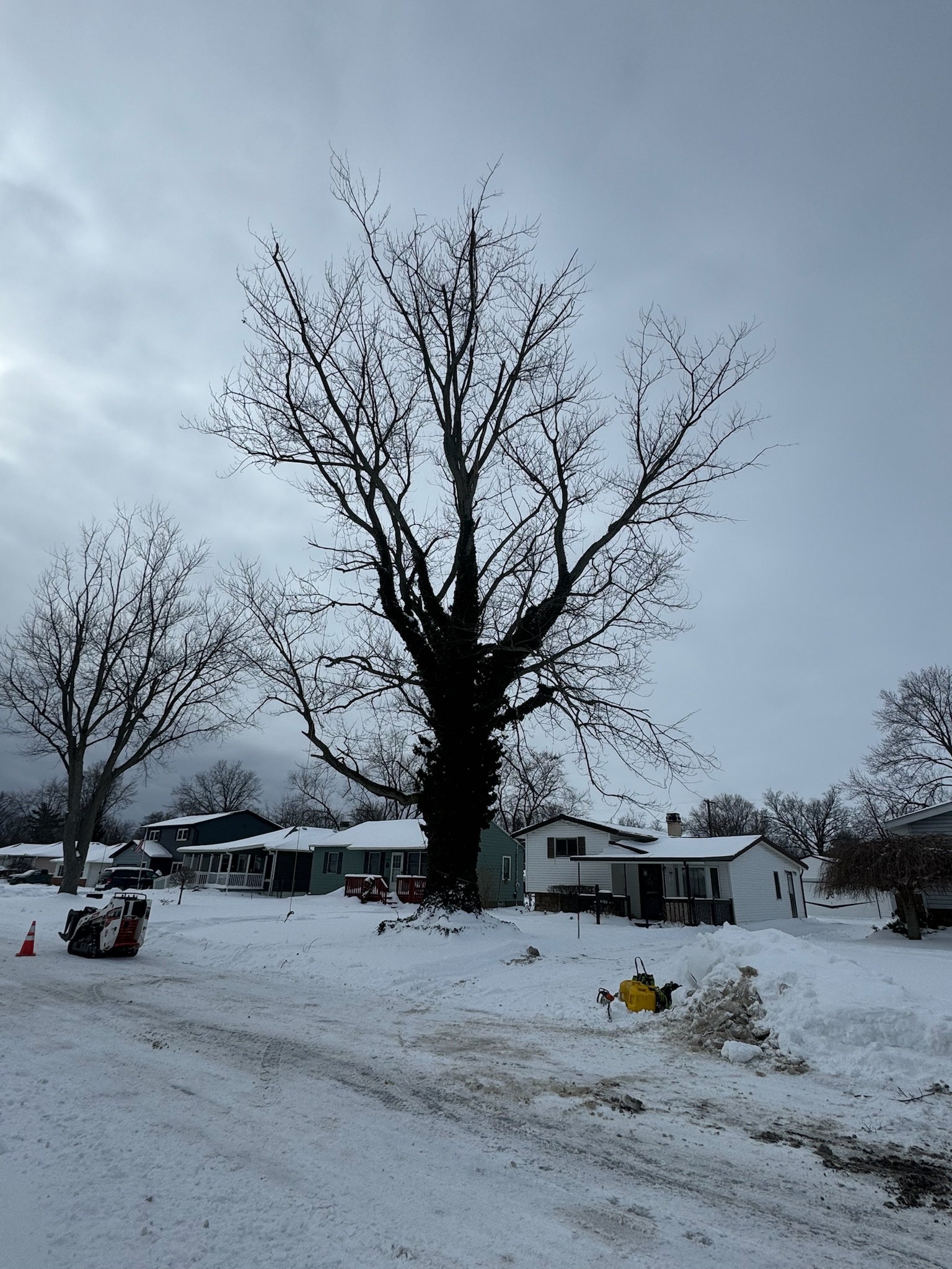 Winter job site with stumps