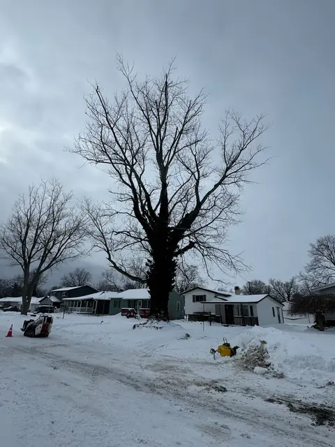 Winter job site with stumps
