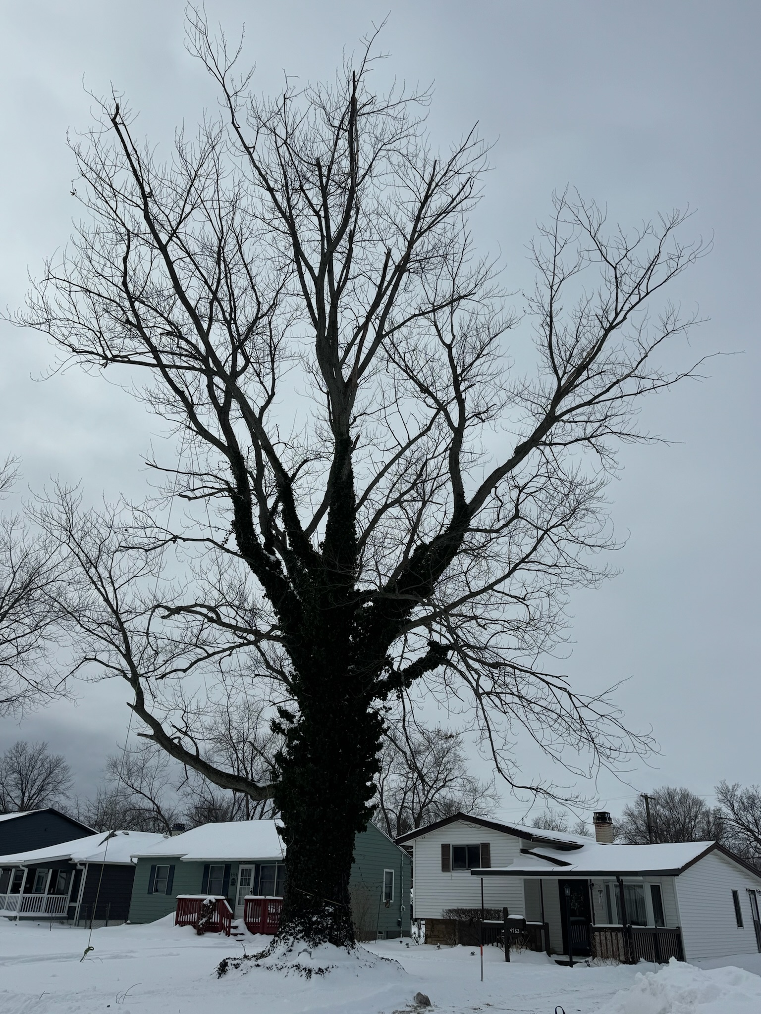 Tree lined property assessment