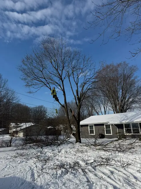 Climbing in summer canopy