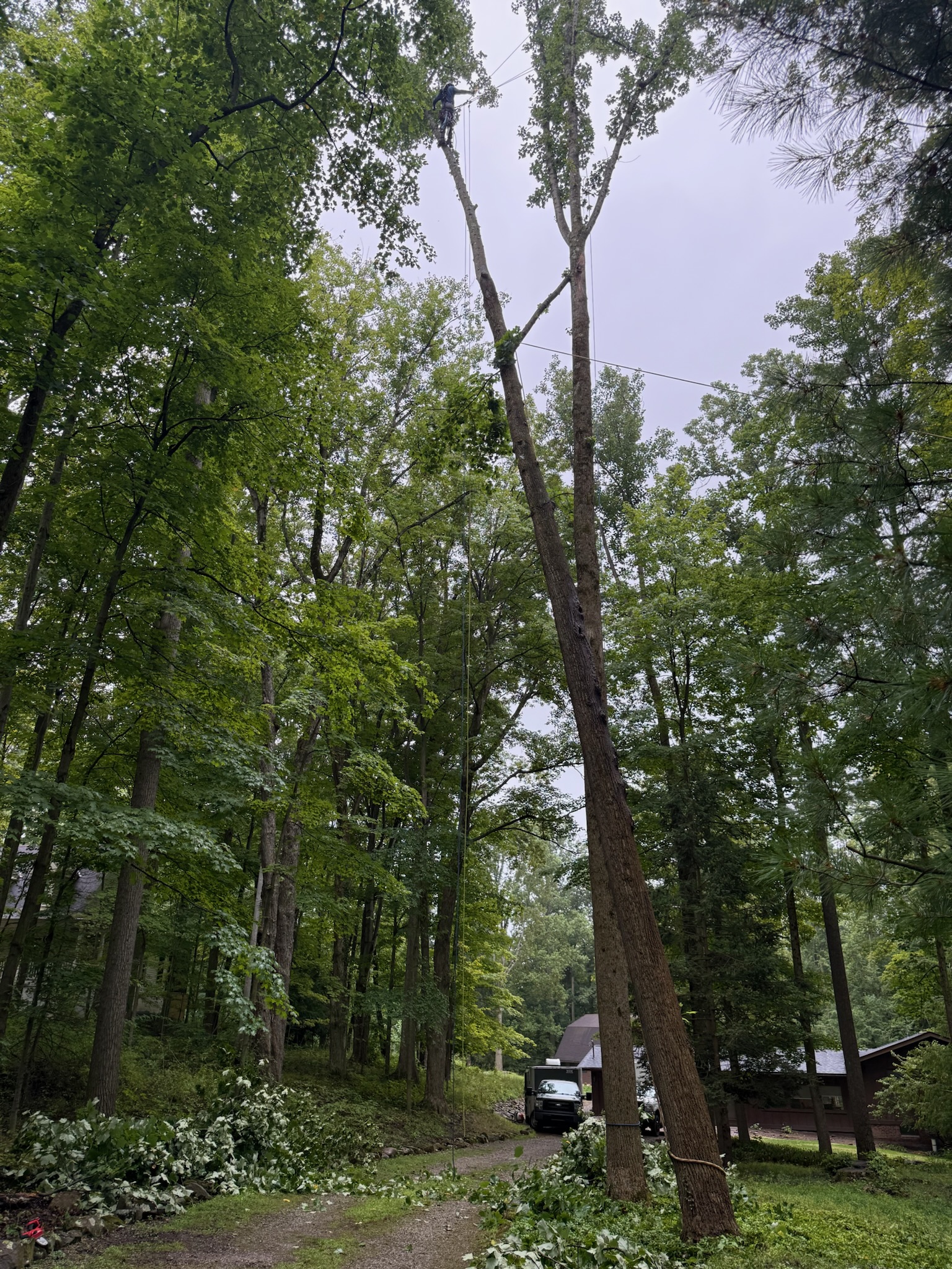 Tree service in Newbury