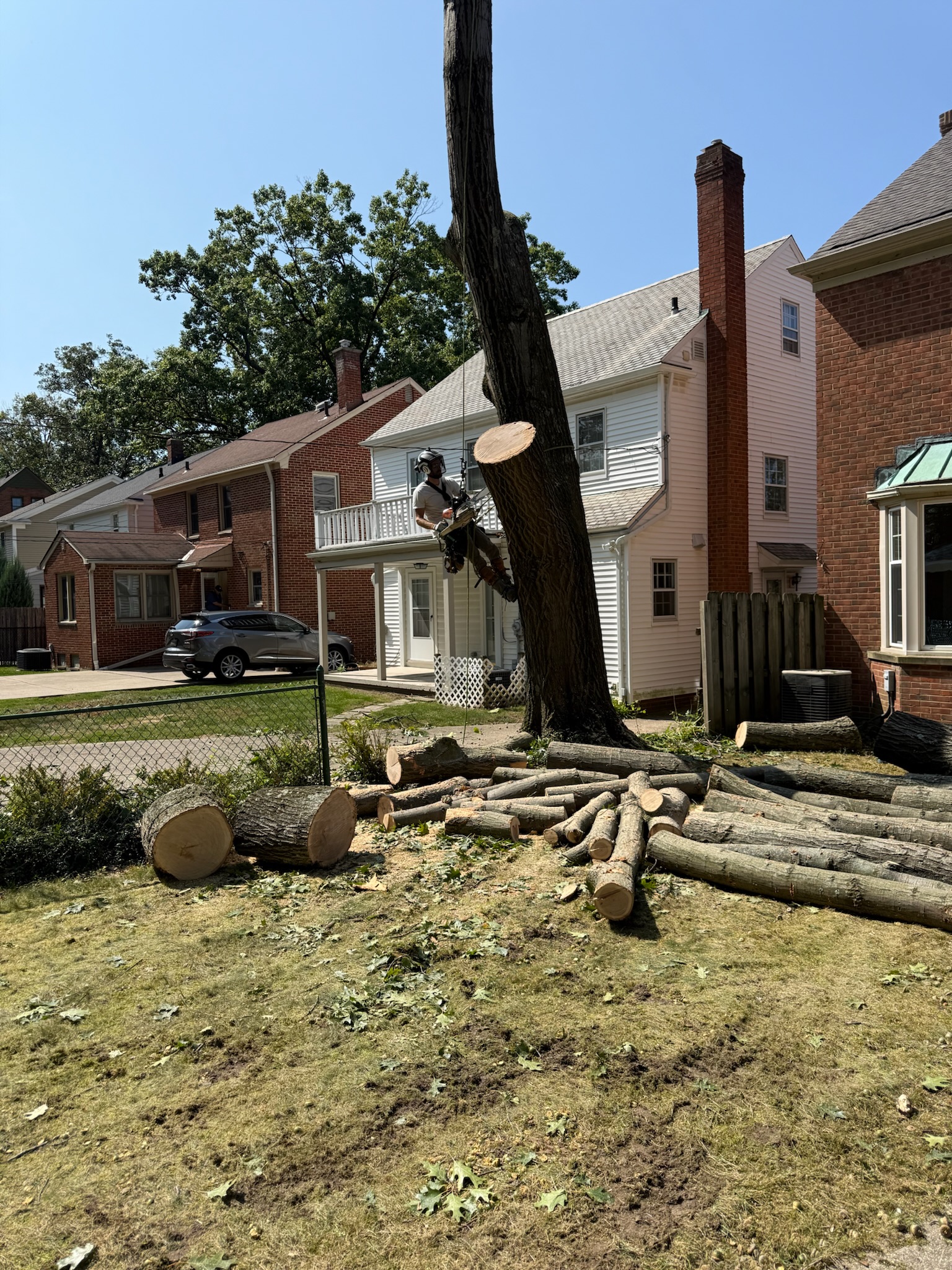 Tree service in Wickliffe