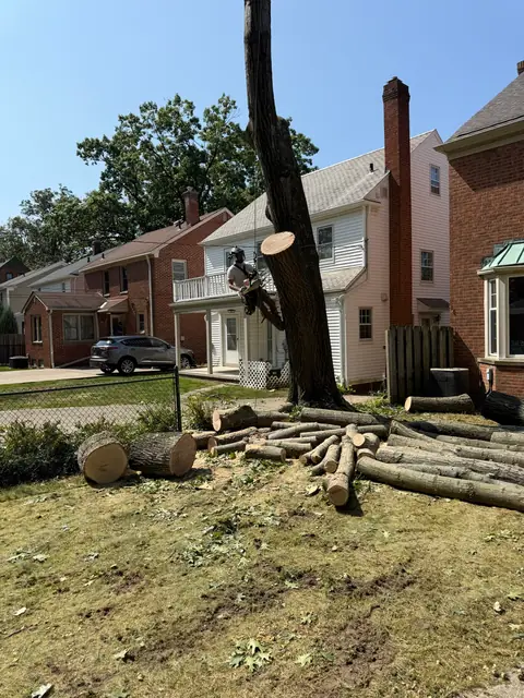 Tree service in Wickliffe