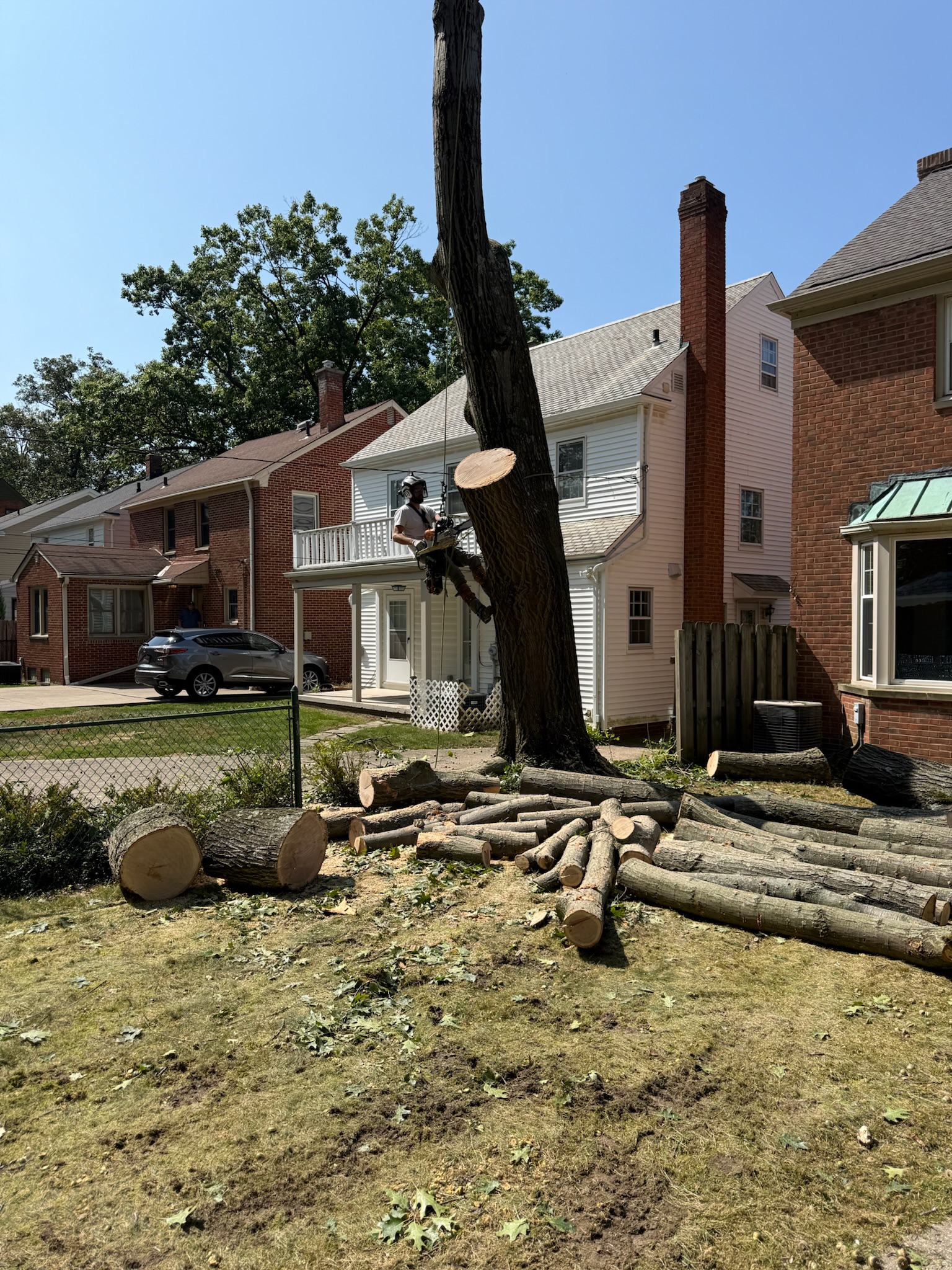 Tree removal in Wickliffe