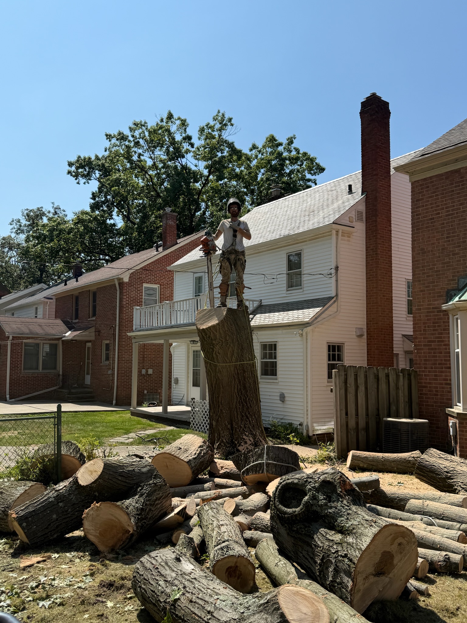 Professional tree work in Wickliffe