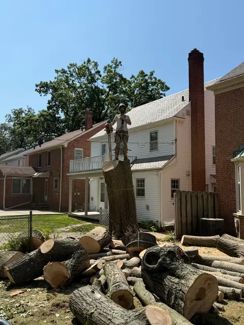 Professional tree work in Wickliffe