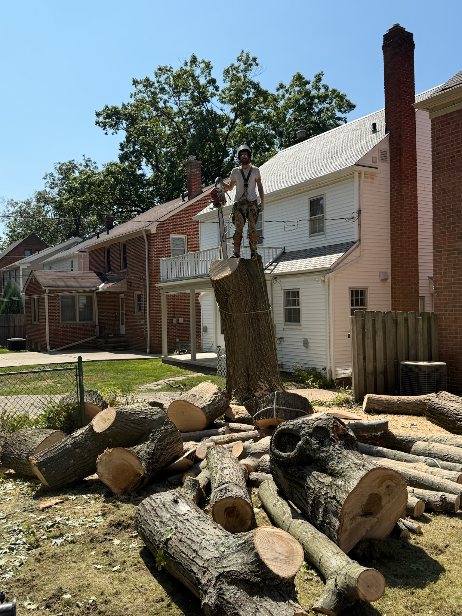 Tree job in Wickliffe