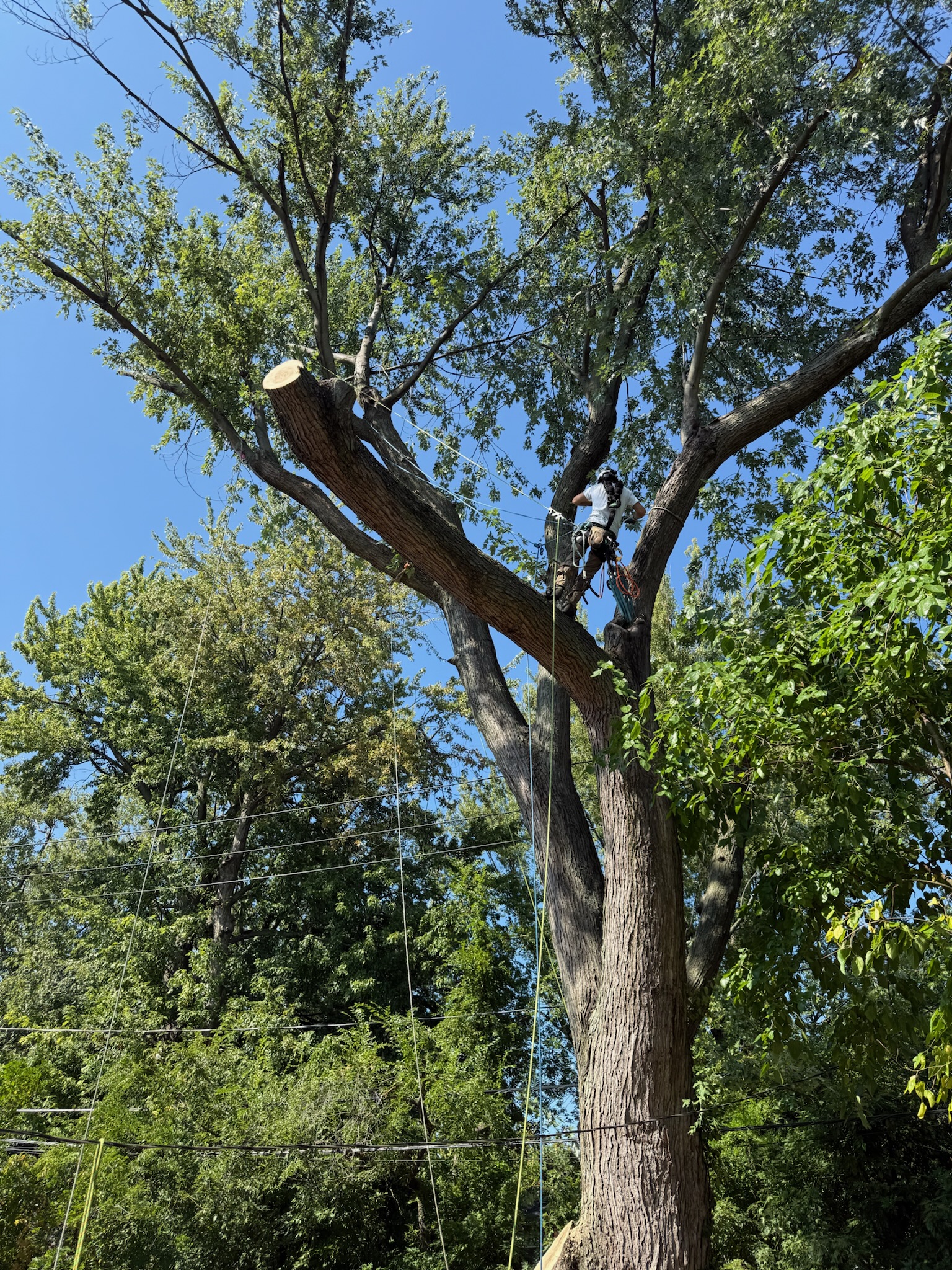 All Trees Considered in Wickliffe