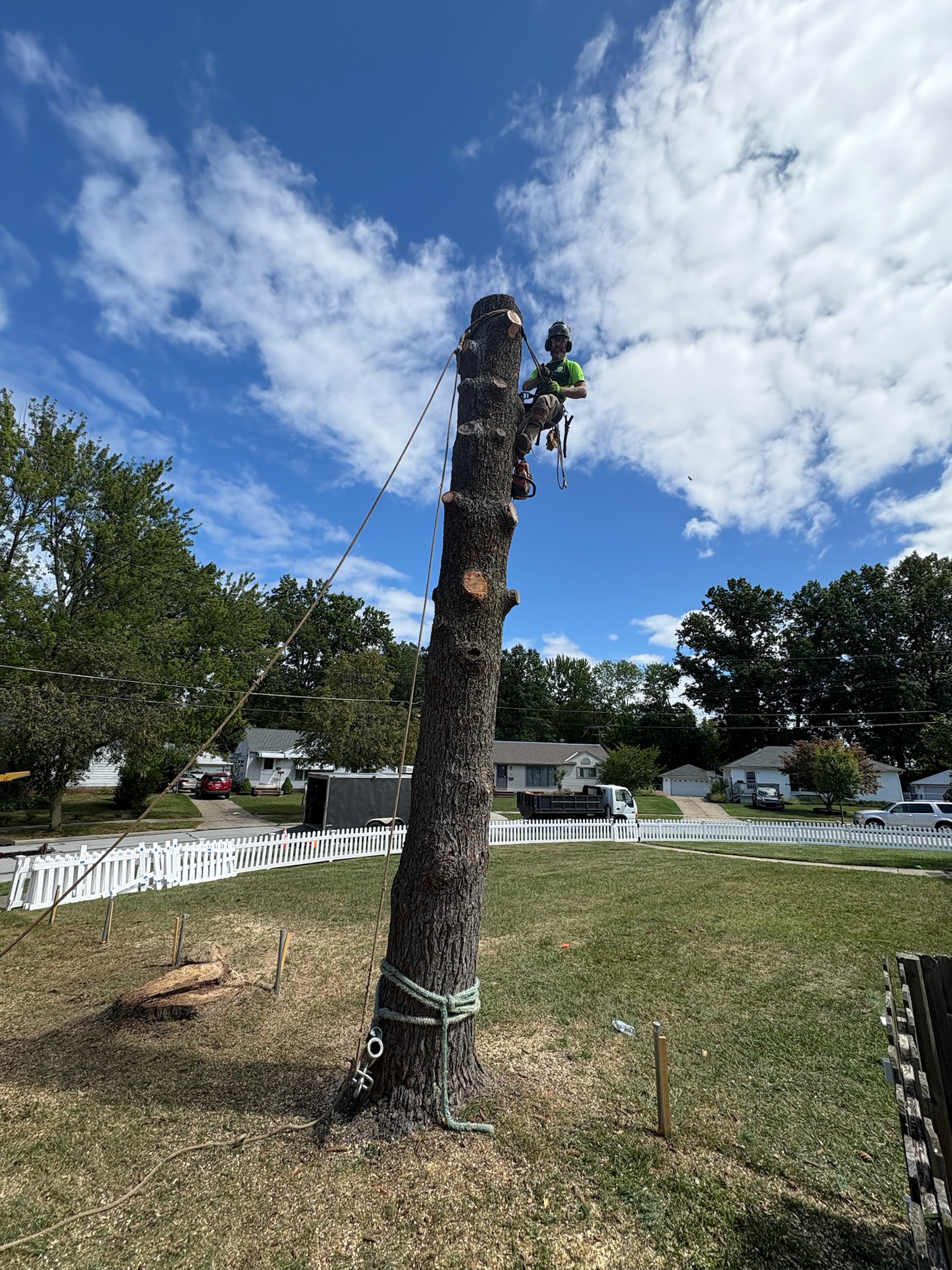 Tree service in Willoughby
