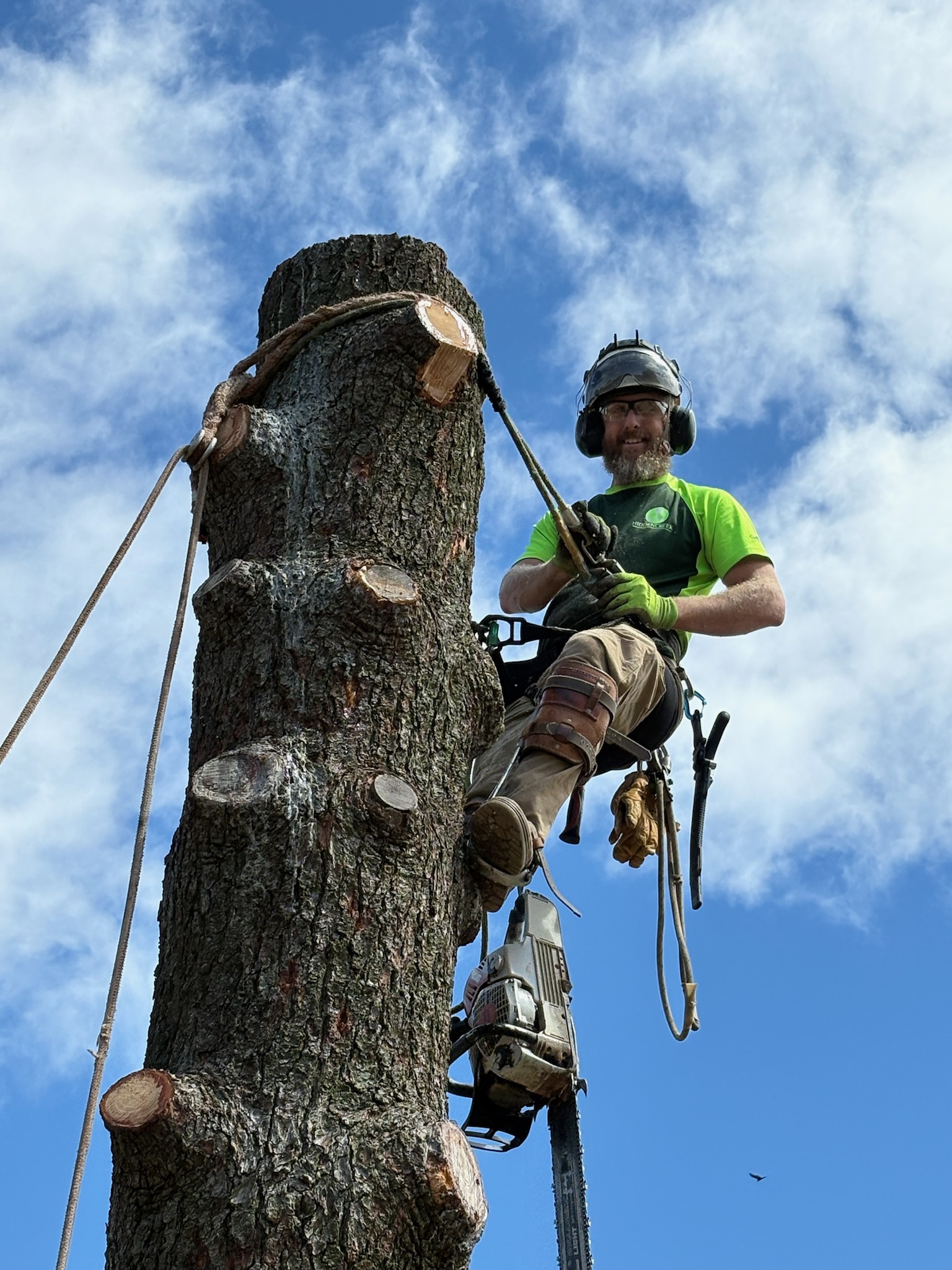 Professional tree work in Willoughby