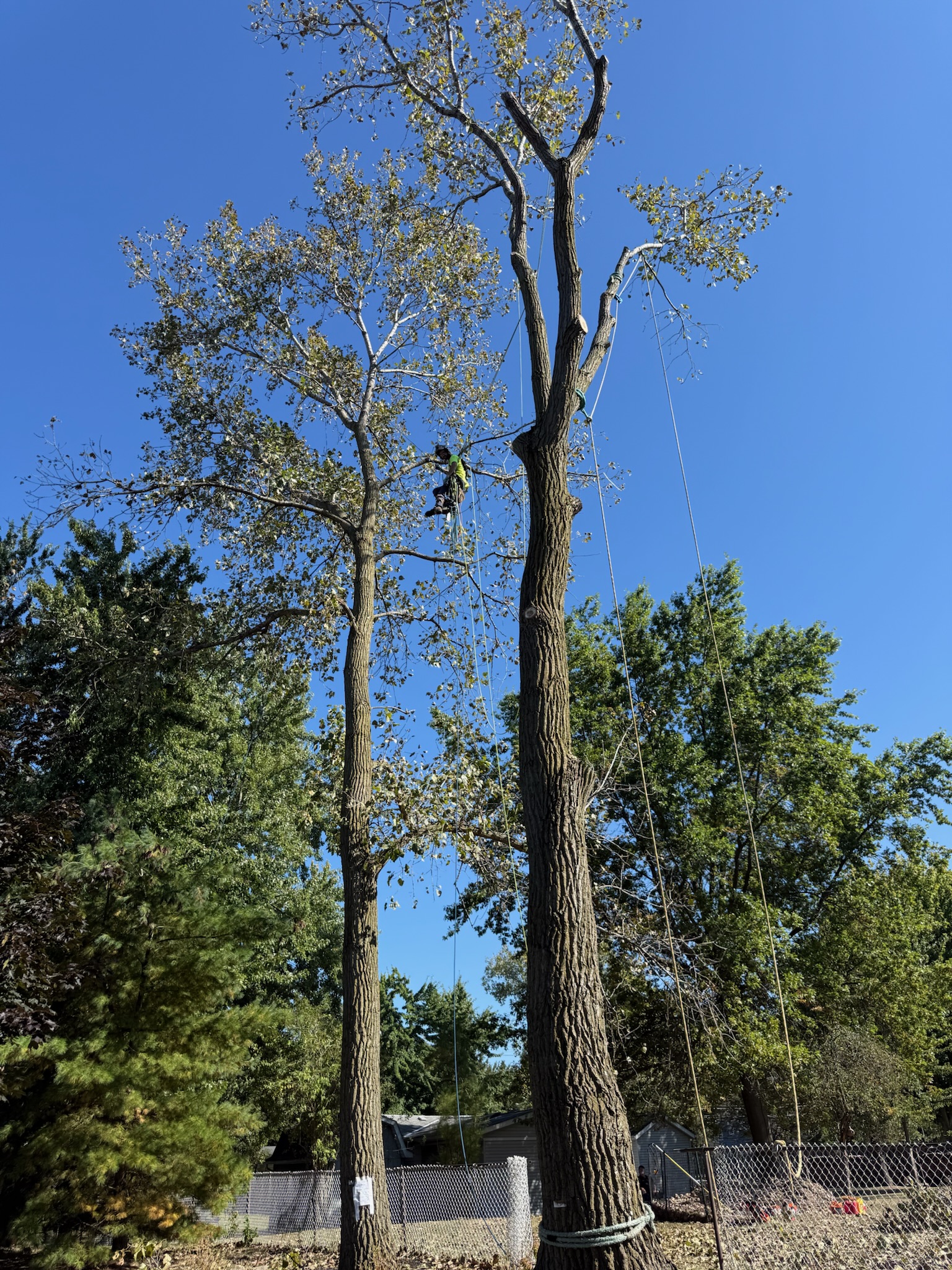 Tree job in Willoughby