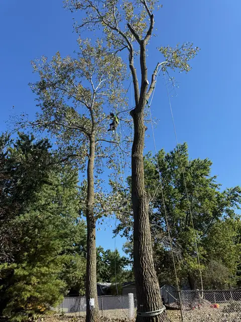 Tree job in Willoughby