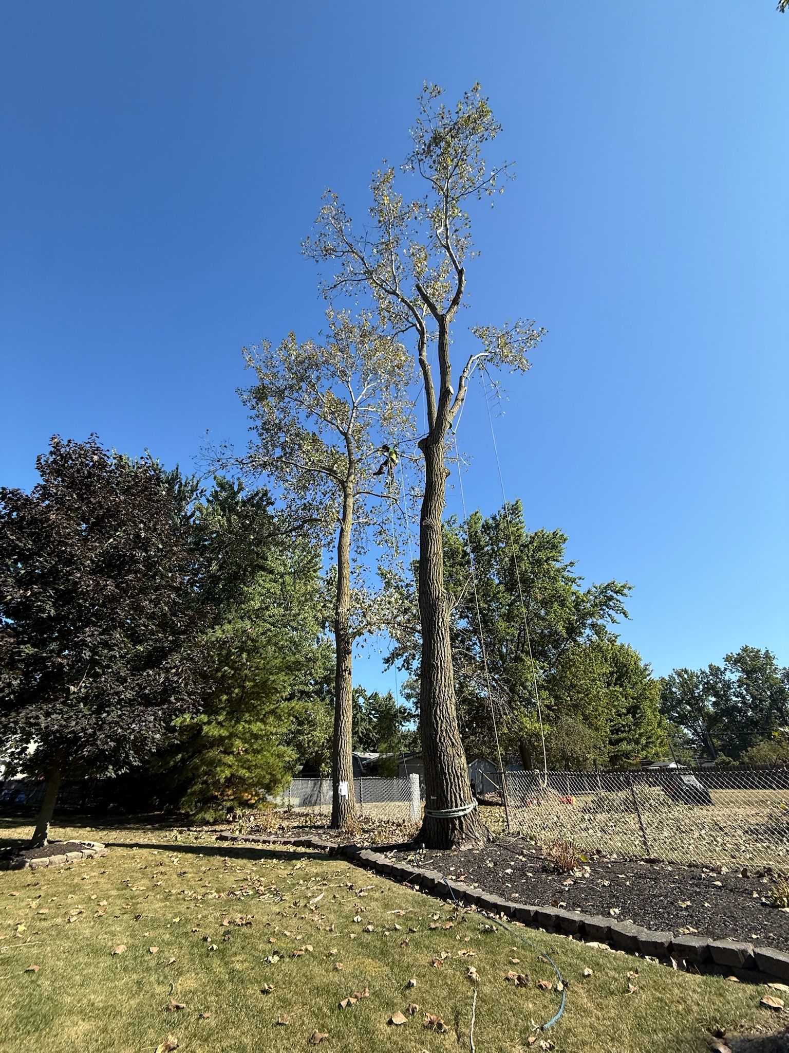 Tree climbing in Willoughby