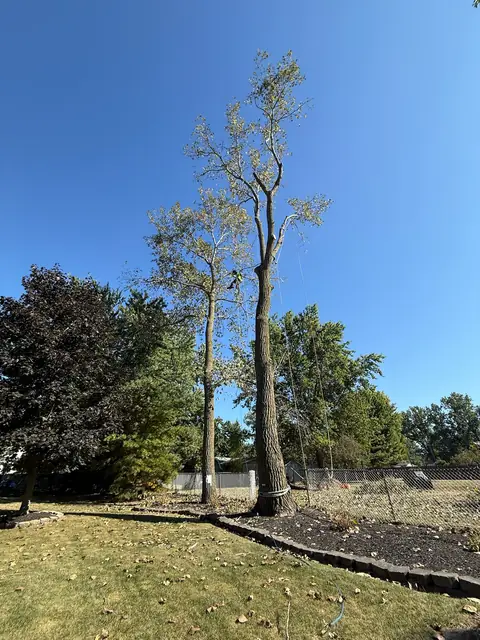 Tree climbing in Willoughby