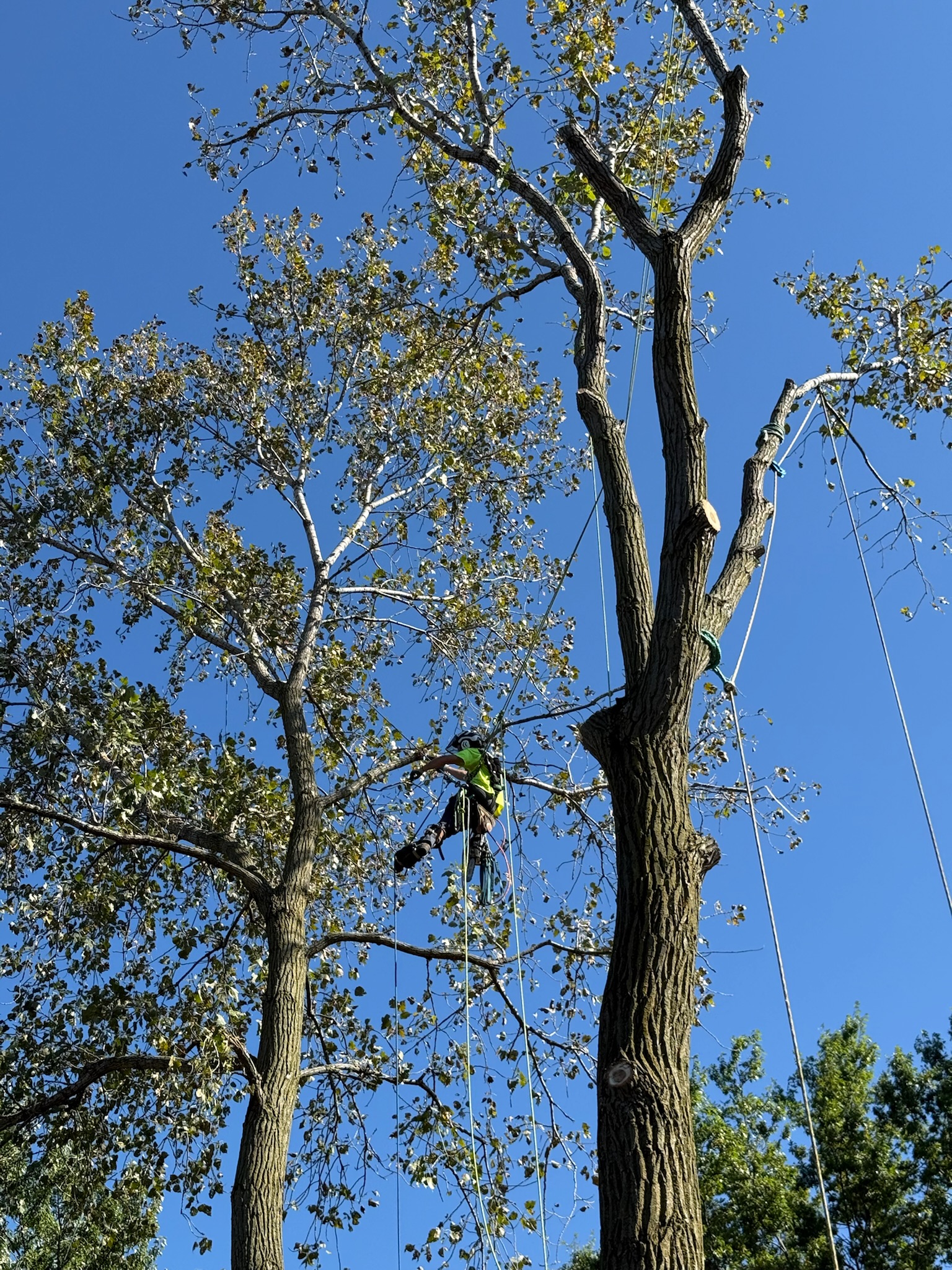All Trees Considered in Willoughby